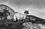 Donegal Sheep, 2022