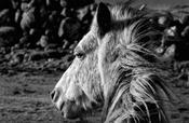 Donegal Horse image