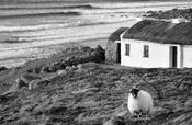 Donegal Cottage image