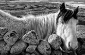 Donegal Horse image