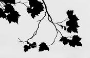 St Stephens Green Leaves image