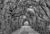 Pitti Palace image