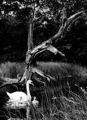 Swans '81 image