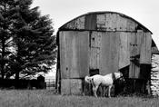 Horses Barn