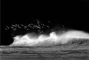 Gulls, Rocky Bay