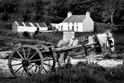 Donkeys Cart