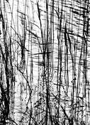 Water Reeds