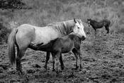 Horse &amp; Foal