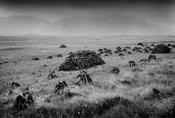 Connemara turf