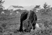 Connemara pony '97