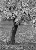 Twisted tree
