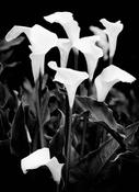 Easter Lillies