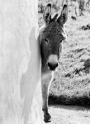 Curious Donkey image