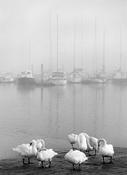 Kinsale pier 91