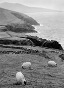 Dingle Sheep image
