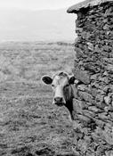 Curious Cow image
