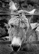 Donkey