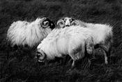 Kerry sheep '88