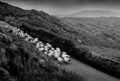 Kerry Sheep '98 image