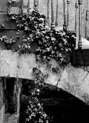 Hanging Ivy '88