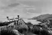 Two Sheep, Beara image