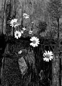 Daisy image