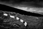 Five Sheep