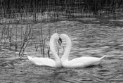 Two Swans
