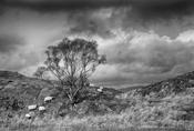 Kenmare image