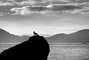 Gull on rock image