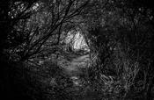 Woods