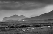 Five sheep