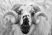 Dingle Sheep