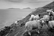 Slea Head Sheep
