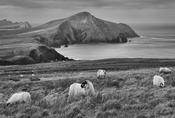 Dingle Peninsula 3 image