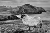 Dingle Peninsula 1 image