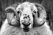 Dingle Sheep image