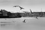 Kinsale gulls image