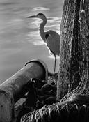 Kinsale heron image