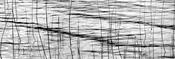 Waterweeds