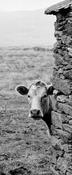 Curious Cow image