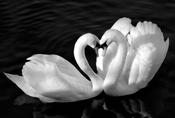 Two Swans