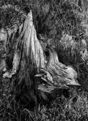 Bog Oak