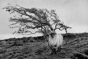 The Blackface Sheep image
