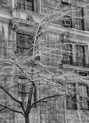 New York Building image