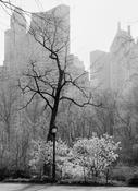 Central Park trees image