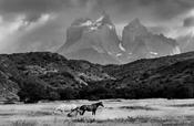 Horses image