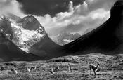 Guanaco