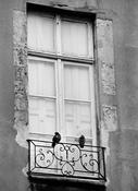Two Pigeons image