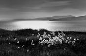 Bog Cotton